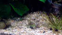 aquarium-von-thomas-schmidt-becken-5584_Hemianthus callitrichoides Cuba