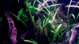 aquarium-von-thomas-schmidt-becken-5584_Sagittaria subulata f.pusilla