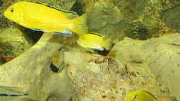 aquarium-von-osman-goekcuel-becken-559_Labidochromis caeruleus Yellow