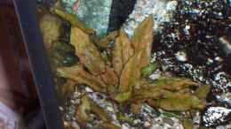 aquarium-von-markus-seipp-becken-5590_Barclaya longifolia