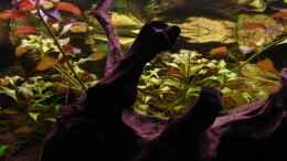 aquarium-von-michael-z--wood-world-nur-noch-als-beispiel_Ludwigia mullertii