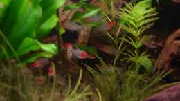 Aquarium einrichten mit Hemigrammus bleheri (Rotkopfsalmler)