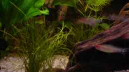 aquarium-von-michael-z--wood-world-nur-noch-als-beispiel_Eleocharis acicularis & Hydrotriche hottoniiflora