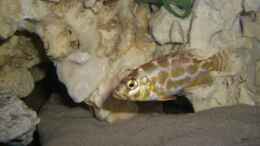 Aquarium einrichten mit Nimbochromis livingstonii 