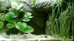 aquarium-von-alex-stark-tanganjika---kungweensis-altos_rechte Seite der Altos
