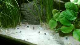 aquarium-von-alex-stark-tanganjika---kungweensis-altos_Röhrenareal der kungweensis
