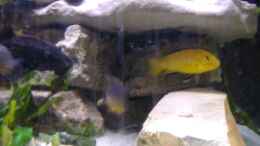 aquarium-von-milatz-darian-becken-562_Labidochromis caeruleus spec. yellow