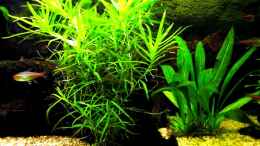 aquarium-von-thomas-glaesel-becken-5627_Heteranthera Zosterfolia