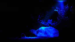 aquarium-von-oliver-steinmetz-becken-5639_Abends für 2 Stunden mit Nachtbeleuchtung