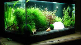 aquarium-von-oliver-steinmetz-becken-5639_Und so siehts jetzt aus (01.07.2007)