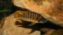 aquarium-von-alexander-hinz-becken-566_Altolamprologus Compressiceps Kigoma red fin junges MÃ¤n