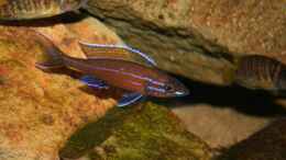 Foto mit Paracyprichromis Nigripinnis MÃ¤nnchen mit Altolamprologus Compressiceps