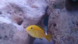 aquarium-von-thomas-lapper-becken-568_Yellow