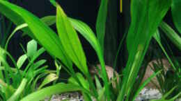 aquarium-von-chris-81-becken-5681_langgestielte Schwertpflanze