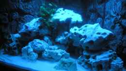aquarium-von-bredo1904-becken-5684_Das Becken bei Nacht