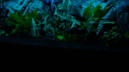 aquarium-von-dirk-linke-becken-5686_Nachtlicht