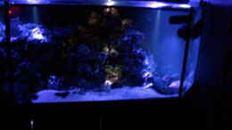 aquarium-von-bacalhau-becken-5718_Nacht im Zimmerriff...