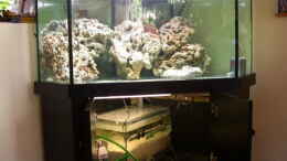 aquarium-von-bacalhau-becken-5718_Trist war der Anfang.... (17.06.07)