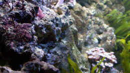 aquarium-von-bacalhau-becken-5718_Rhodopeltis (links) und Caulerpa Prolifera