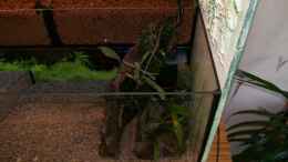 aquarium-von-theo-heimann-becken-5727_Hier ist der Filder mit denn mit Javamoos bewachsenen Wurzel