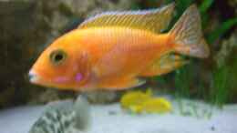 Aquarium einrichten mit Aulonocara spec. Firefish Bock