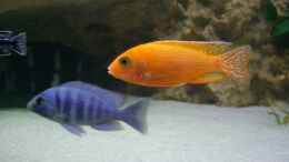 Aquarium einrichten mit Aulonocara spec. Firefish