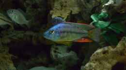 Aquarium einrichten mit Dimidiochromis strigatus Bock 