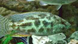 Aquarium einrichten mit Nimbochromis polystigma Bock
