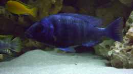 Aquarium einrichten mit Placidochromis phenochilus tanzania