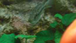 Foto mit Dimidiochromis strigatus Weib mit vollem Maul