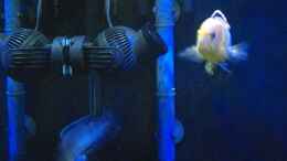 Aquarium einrichten mit Tunze Turbelle nanostream 6025