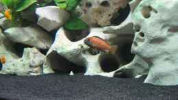 Foto mit Mein Melanochromis Johannii-Männchen am Anfang der Umfärbung