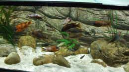 aquarium-von-kay---uwe-focke-becken-5798_