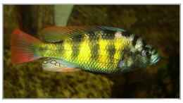 Foto mit Haplochromis thick skin