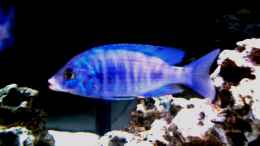 Foto mit Placidochromis Phenochilus (white lips)