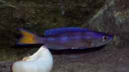 Aquarium einrichten mit Cyprichromis leptosoma