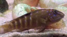 Aquarium einrichten mit Tanganicodus irsacae (m) mit Jungen im Maul
