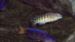 Foto mit Tanganicodus irsacae und Cyprichromis leptosoma
