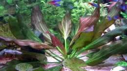 aquarium-von-daniel-nimmervoll-becken-583_Diese wunderschöne Pflanze heißt Echinodorus barthii