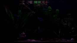 aquarium-von-daniel-nimmervoll-becken-583_Hier Leuchten die Leuchtstoffröhren mit 3% Leuchtkraft