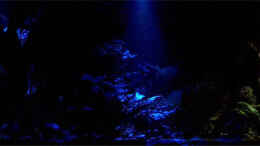 aquarium-von-daniel-nimmervoll-becken-583_Und zu guter letzt hab ich noch eine Nachtbeleuchtung instal