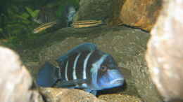 Aquarium einrichten mit Frontosa Blue Zaire