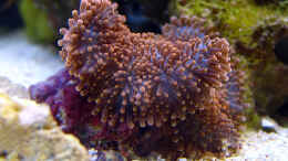 aquarium-von-petra-kallmeyer-becken-5843_Karibik-Scheibenanemone