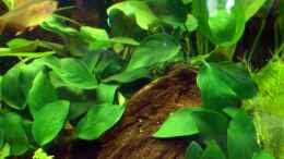 aquarium-von-michael-ahlborn-becken-5848_rechte Wurzel mit Anubia nana bepflanzt