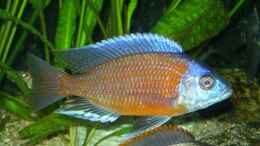 aquarium-von-daniel-riedel-becken-585_Copadichromis borleyi Kadango Red Fin M