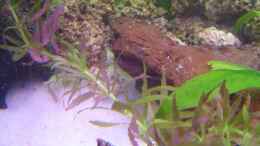 aquarium-von-thomas-kuban-becken-5862_Aromatischer Sumpffreund (Limnophila aromatica)