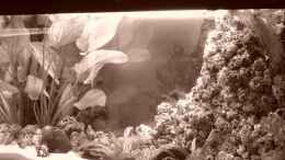 aquarium-von-thomas-kuban-becken-5862_