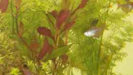 aquarium-von-oliver-strohschein-becken-5872_Ein Auszug der Bepflanzung.