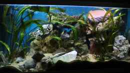 aquarium-von-andi-becken-5895_Gesamtansicht Tanganjikabecken