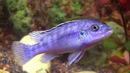 aquarium-von-zoltan-bene-becken-590_Likoma Männchen (Melanochromis Exasperatus)